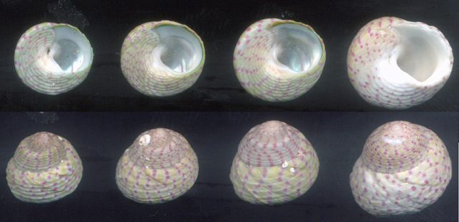 4. Gibbula divaricata/rarilineata?